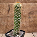 D8161 CEREUS SPACHIANUS MONSTER pot8-H17-W3,5 cm MaMa Cactus