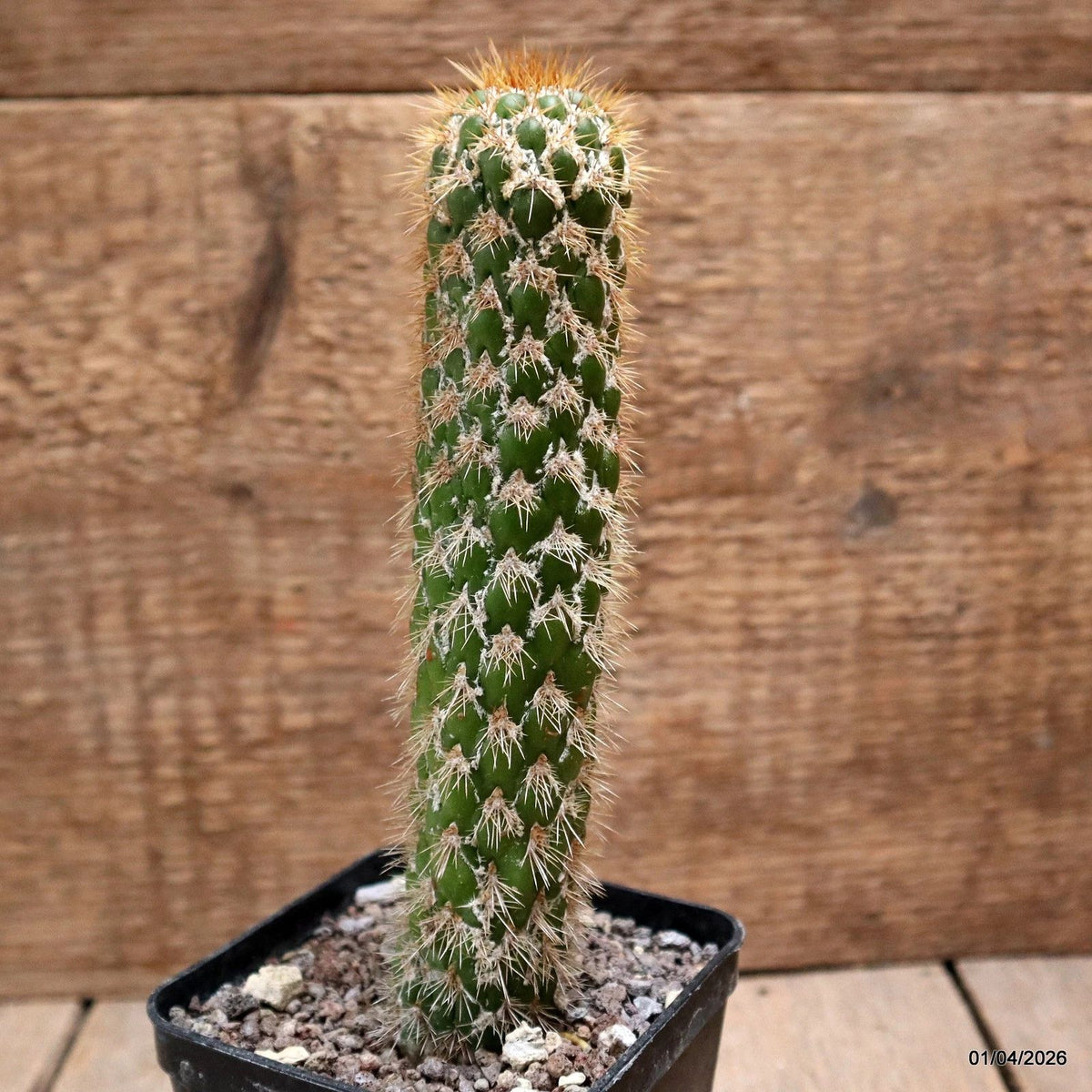 D8161 CEREUS SPACHIANUS MONSTER pot8-H17-W3,5 cm MaMa Cactus