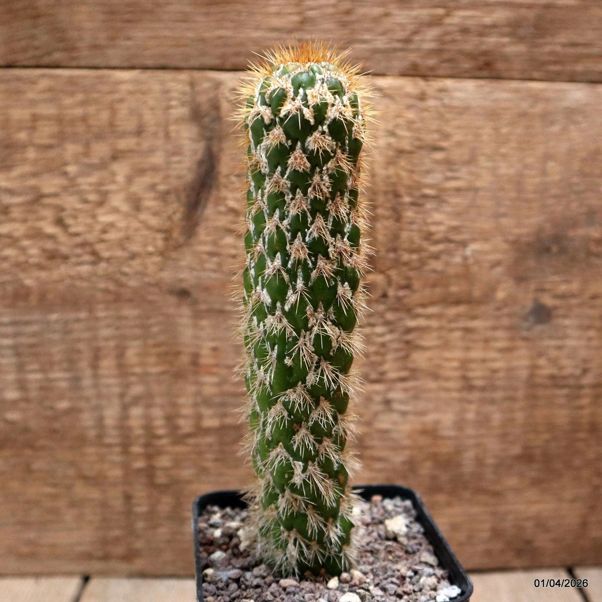 D8161 CEREUS SPACHIANUS MONSTER pot8-H17-W3,5 cm MaMa Cactus