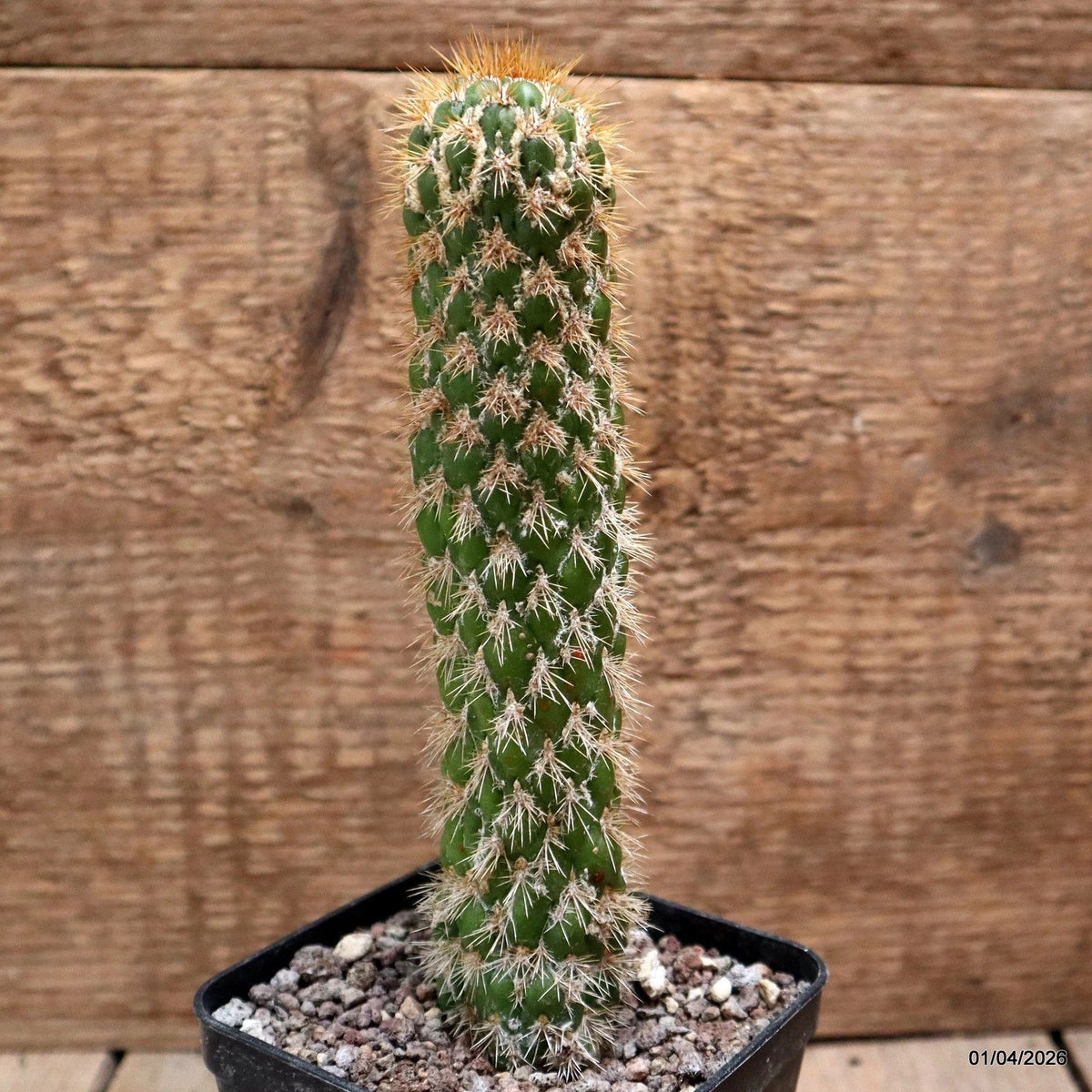 D8161 CEREUS SPACHIANUS MONSTER pot8-H17-W3,5 cm MaMa Cactus