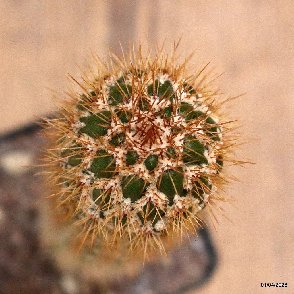 D8161 CEREUS SPACHIANUS MONSTER pot8-H17-W3,5 cm MaMa Cactus