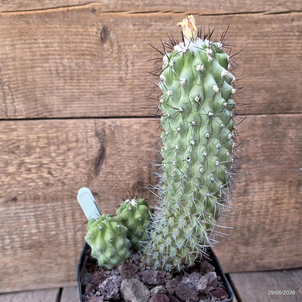 D8199 COPIAPOA ESMERALDANA pot12-H22-W13,5 cm MaMa Cactus