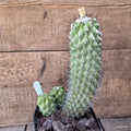 D8199 COPIAPOA ESMERALDANA pot12-H22-W13,5 cm MaMa Cactus
