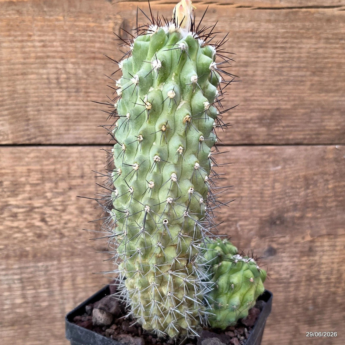 D8199 COPIAPOA ESMERALDANA pot12-H22-W13,5 cm MaMa Cactus