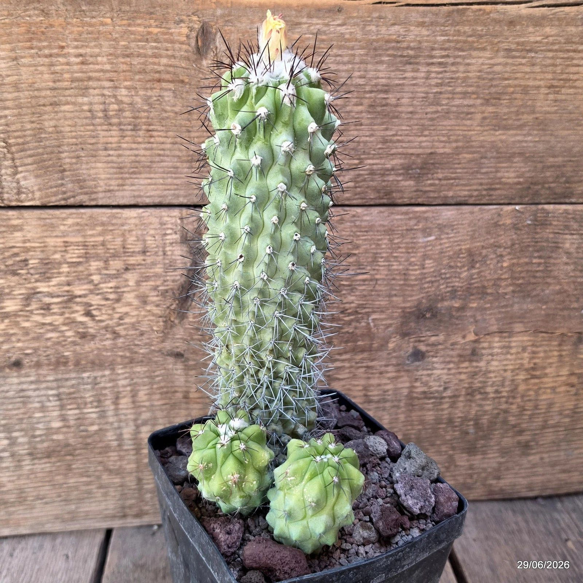 D8199 COPIAPOA ESMERALDANA pot12-H22-W13,5 cm MaMa Cactus
