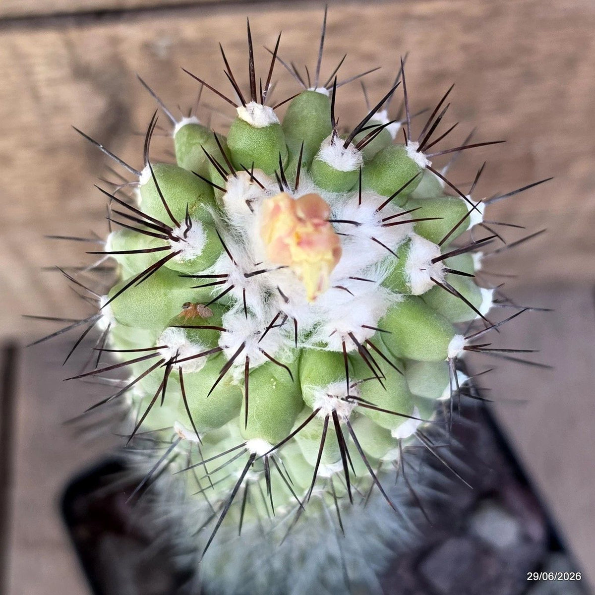 D8199 COPIAPOA ESMERALDANA pot12-H22-W13,5 cm MaMa Cactus