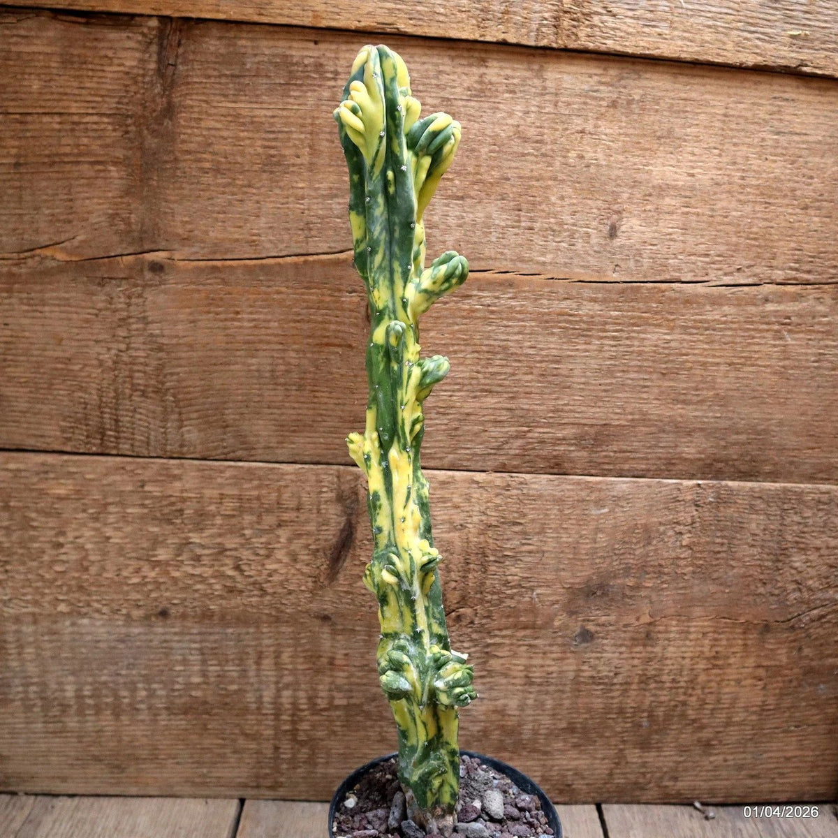 D8197 MYRTILLOCACTUS GEOMETRIZANS VARIEGATED pot12-H41-W6,5 cm MaMa Cactus