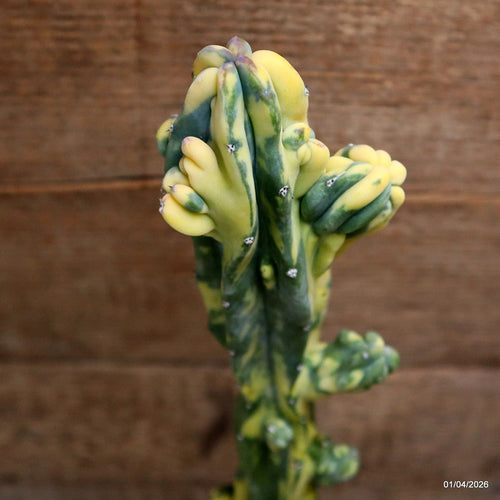 D8197 MYRTILLOCACTUS GEOMETRIZANS VARIEGATED pot12-H41-W6,5 cm MaMa Cactus