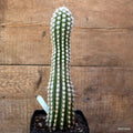 D3707 EULYCHNIA SAINT PIEANA pot12-H29-W7 cm MaMa Cactus