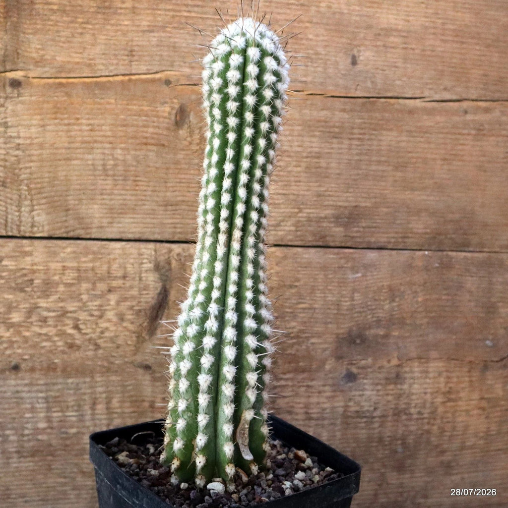 D3707 EULYCHNIA SAINT PIEANA pot12-H29-W7 cm MaMa Cactus
