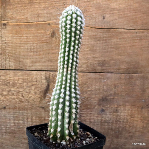 D3707 EULYCHNIA SAINT PIEANA pot12-H29-W7 cm MaMa Cactus