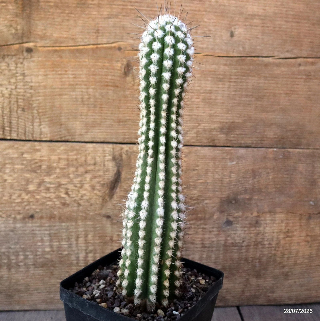 D3707 EULYCHNIA SAINT PIEANA pot12-H29-W7 cm MaMa Cactus