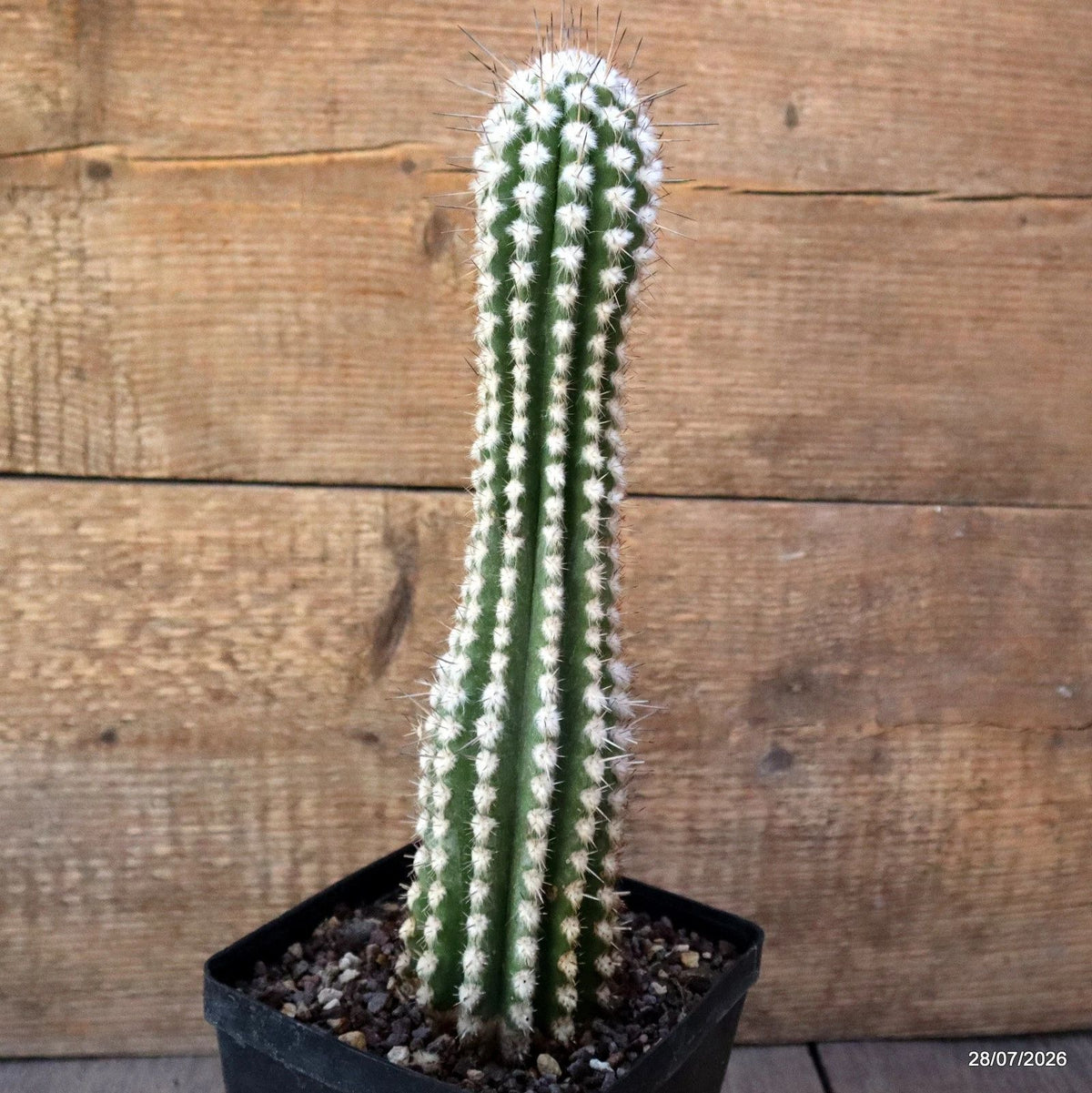 D3707 EULYCHNIA SAINT PIEANA pot12-H29-W7 cm MaMa Cactus