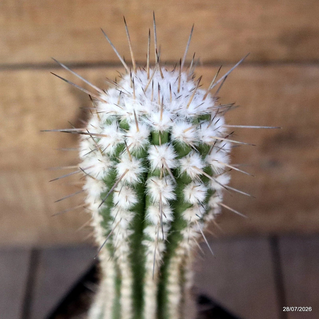 D3707 EULYCHNIA SAINT PIEANA pot12-H29-W7 cm MaMa Cactus