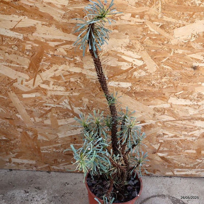 D2958 EUPHORBIA MULTIFOLIA pot20-H63-W26 cm MaMa Cactus