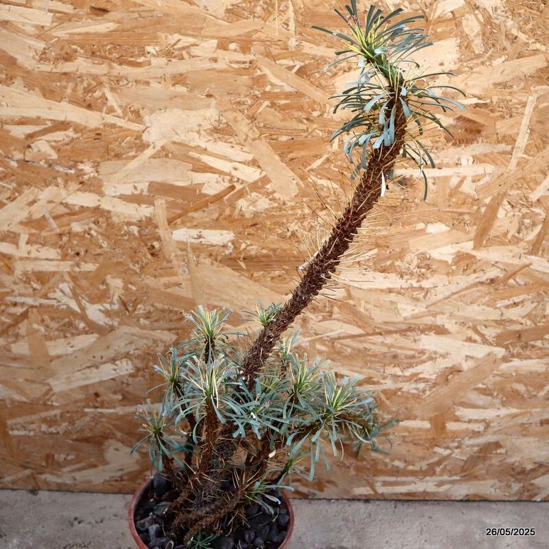 D2958 EUPHORBIA MULTIFOLIA pot20-H63-W26 cm MaMa Cactus